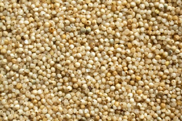 Barnyard Millet – குதிரைவாலி